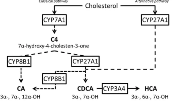 Fig. 1. Primary bile acid synthesis pathways. Legend: Primary BAs are synthesized from cholesterol within hepatocytes by two pathways