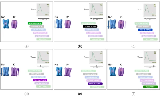 Figure 1.2 – Generation steps of an action potential. (a) At rest, both ion channels are closed.