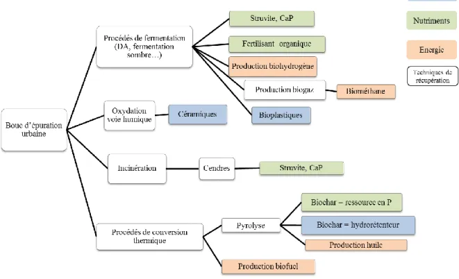 Figure 2. Schéma synthétique des différentes voies de production de produits à valeur ajoutée à partir de boues  d’épuration urbaines 
