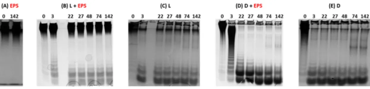 Figure 2. PAGE analysis of the native HMW GY785 EPS, EPS (A), EPS incubated with soluble cell  lysate, L + EPS (B), soluble cell lysate, L (C), EPS incubated with insoluble cell debris, D + EPS (D),  insoluble cell debris, D (E) in Tris HCl buffer at diffe