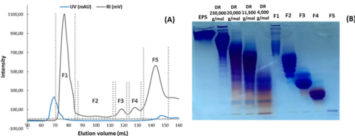 Figure 5. SEC fractionation of the native GY785 EPS depolymerized with cell debris, D for 63 h; UV  and RI detections are indicated in blue and grey, respectively (A)