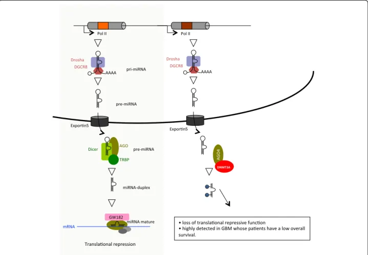 Fig. 6 Representation of the miRNA methylation pathway compared to the canonical pathway of miRNA biogenesis (grey box)