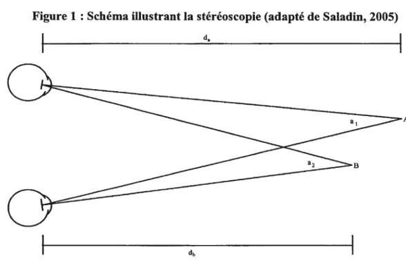 Figure 1 : Schéma illustrant la stéréoscopie (adapté de Saladin, 2005)