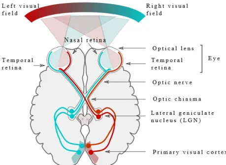Figure 2-19: Visual pathway from the retina to the primary visual cortex from (Elster, 2018) 