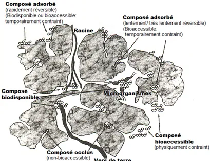 Figure 1.2 : Diagramme conceptuel illustrant les fractions biodisponibles et bioaccessibles d’un élément  chimique dans le sol en fonction de sa localisation physique par rapport aux organismes vivants (adapté de  Semple et al., 2004)