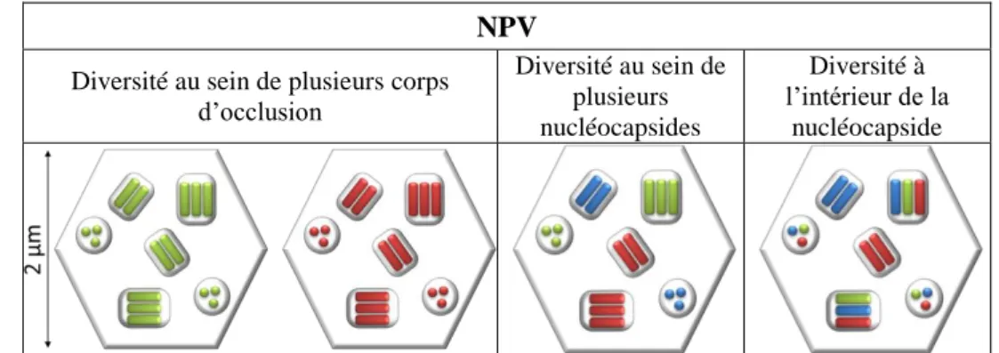 Figure 8 : Les différentes échelles de diversité génétique possibles retrouvées au sein des NPV