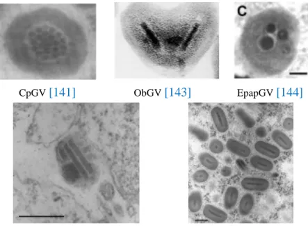 Figure 9 : Cas d’encapsidations multiples recensés chez les espèces : CpGV, ObGV et EpapGV