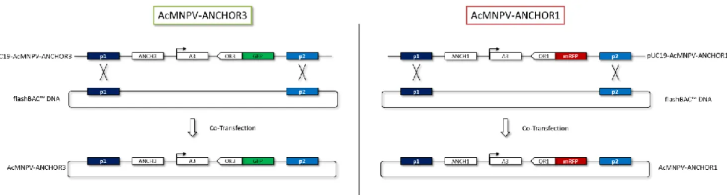 Figure 22 : Construction des virus AcMNPV-ANCHOR obtenus par recombinaison entre le  plasmide pUC19-ANCHOR et l’ADN viral (flashBAC™ DNA)
