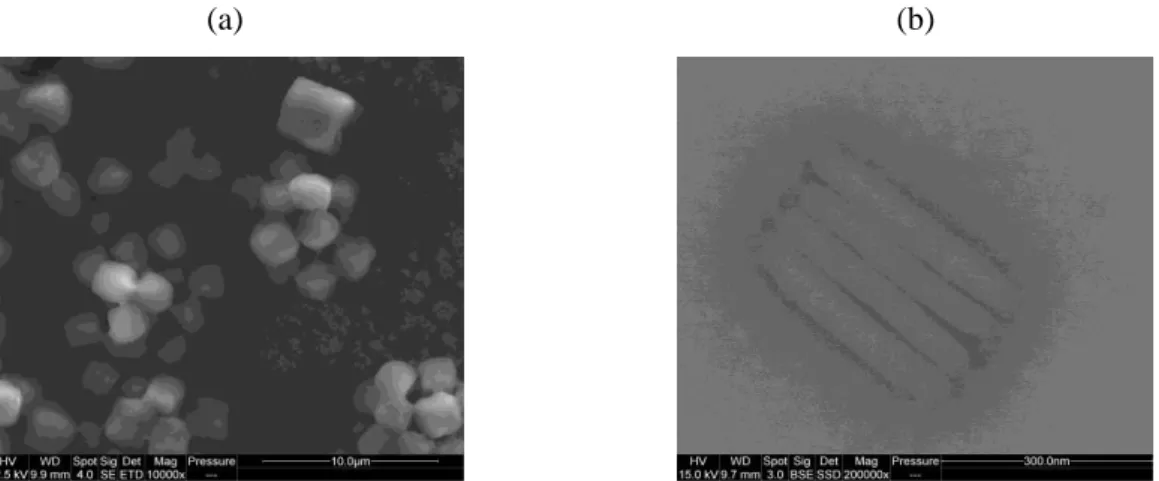 Figure 23 : Morphotypes de AcMNPV-ANCHOR3 visualisés par (a) MEB pour les OB et par (b)  MET pour l’ODV