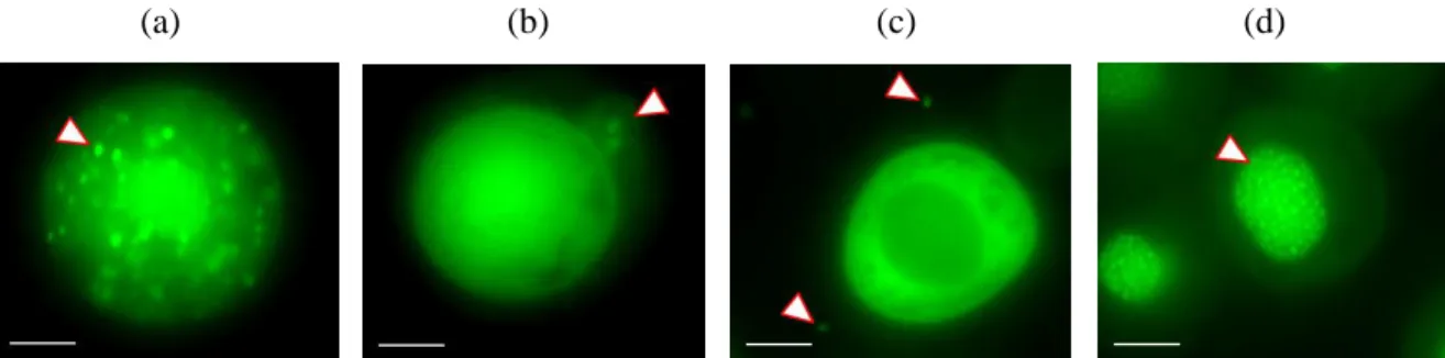 Figure 26 : Événements d'infection des cellules Sf9 par AcMNPV-ANCHOR3 visualisés avec un  microscope Zeiss Axiovert Z1 (objectif ×63) (a) Nucléocapsides qui migrent du noyau vers la  membrane cytoplasmique pour libérer des BV ; (b) BV libérés par la cellu