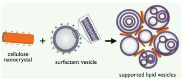 Figure   7:   Schematic   representation   of   the   electrostatic        co-­‐assembly    of    surfactant    vesicles    and    cellulose    nanocrystals