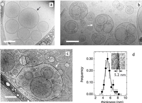 Figure    1:    Representative    cryogenic    transmission    electron    microscopy    (cryo-­‐TEM)    images    of    double-­‐tailed    cationic   surfactant   dispersions