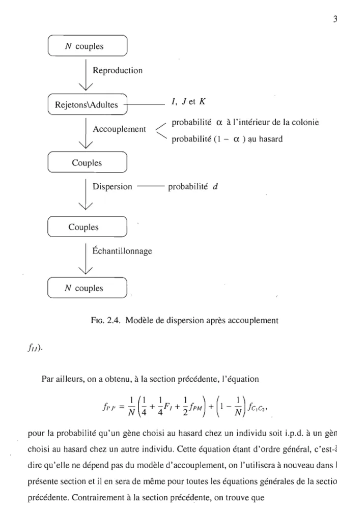 FIG.  2.4.  Modèle de dispersion après accouplement 