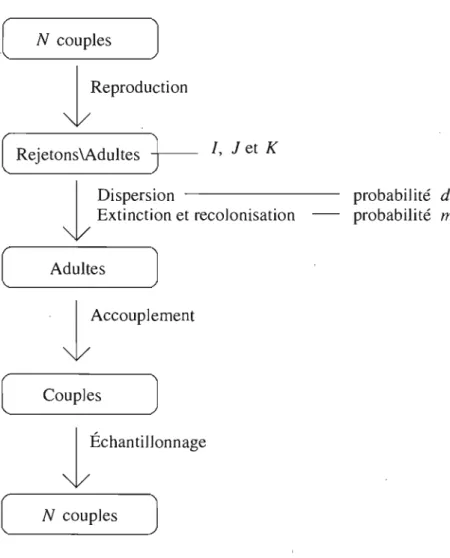FIG.  2.7.  Modèle avec possibilité d'extinction · 