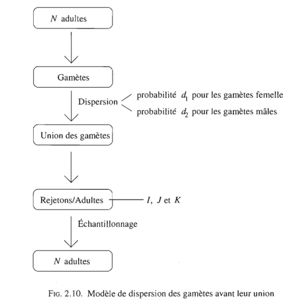 FIG.  2 .10.  Modèle de dispersion des gamètes avant leur union  On obtient d'abord, 