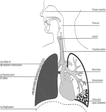 Figure 1.1 – Les organes participant à la production de la parole (d’après www.paramed-prepa.com).