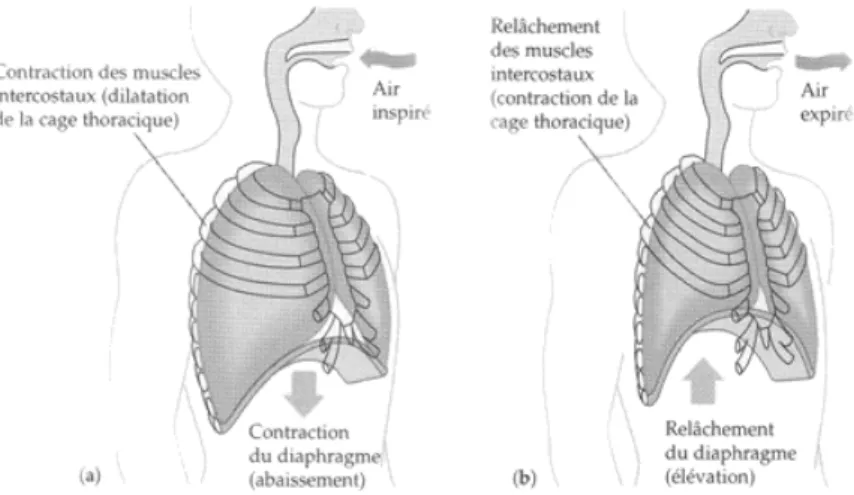Figure 1.3 – Action des muscles respiratoires durant les phases (a) d’inspiration et (b) d’expiration (d’après www.paramed-prepa.com).
