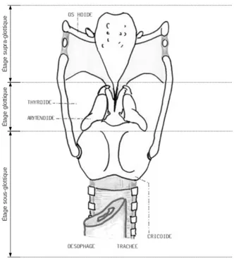 Figure 1.4 – Vue postérieure du larynx montrant les différents étages laryngés (d’après Huu Nguyen &amp; al