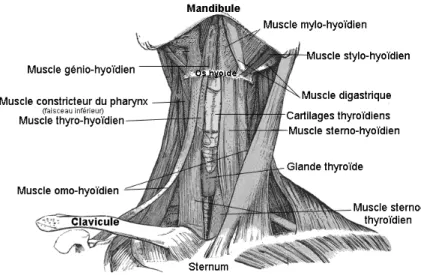 Figure 1.6 – Muscles extrinsèques du larynx (sous et sus-hyoïdiens) (d’après www. wikipedia.org/wiki/Fichier :Muscle_stylo-hyoidien).