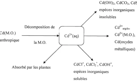 Figure 1-3 Spéciation dci cadmium dans un sol et dans la solution de sol (6) Cd(OH)2. CdCO3