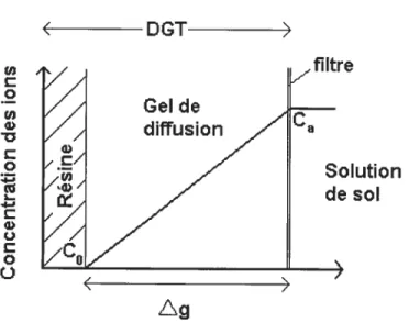Figure 1-8 : Représentation schématique de la concentration d’un ion à travers un DOT