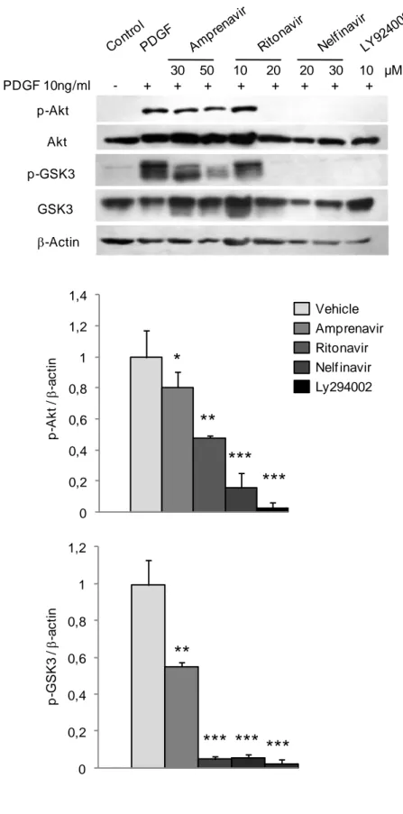 Figure 7 B  Vehicle Amprenavir Ritonavir Nelf inavir Ly294002 0 0,20,40,60,811,2 ** *** *** ***p-GSK3 /-actin00,20,40,60,811,21,4*******p-Akt / -actin**p-AktAktp-GSK3GSK3-Actin 30    50     10     20     20    30     10   µM PDGF 10ng/ml      -+      + 