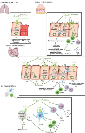Figure 4. Direct effects of prebiotics. (A) Direct effect of prebiotics on lung epithelial cells