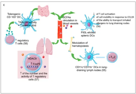 Figure 3. Indirect effects of prebiotics. (A) The general mechanisms of SCFAs. The SCFAs are metabolites derived from the fermentation of prebiotics by the microbiota