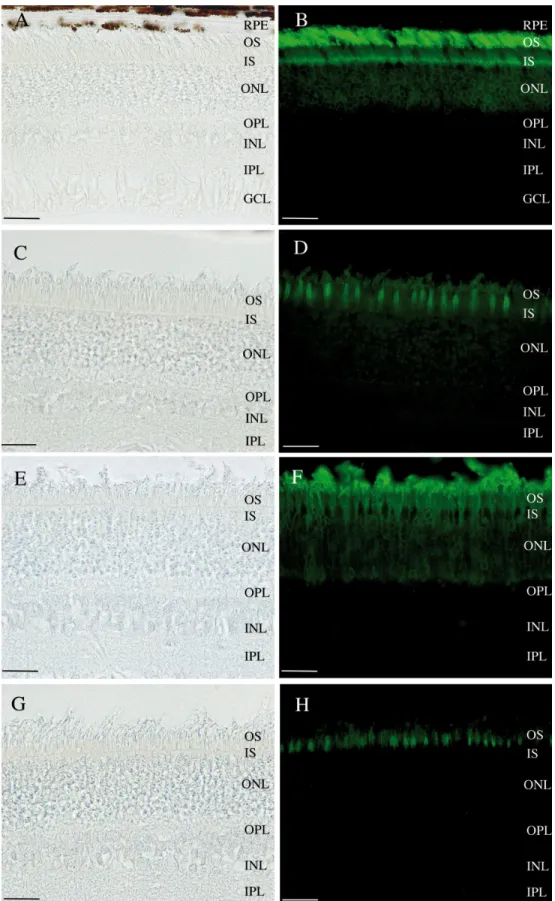 Figure 6. Light micrographs and immunofluorescent staining. A,B,C,D: Retina of the non affected dog NA2