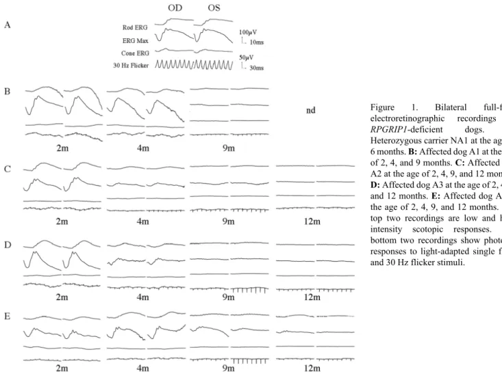 Figure  1.  Bilateral  full-field electroretinographic  recordings  of RPGRIP1-deficient  dogs