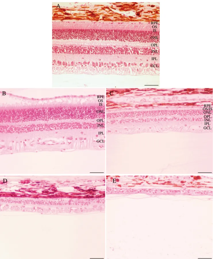 Figure 5. Histological sections of RPGRIP1-deficient dog’s retinas. A: Normal dog NA2 at the age of 2 months