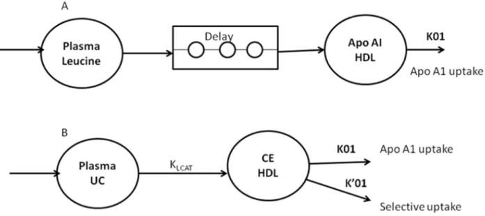 Fig 1. Monocompartmental model used for the modeling of apolipoprotein AI (apoAI) (A) and HDL cholesteryl ester (B) turnover in dogs