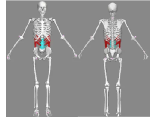 Fig. 9. The iliocostalis muscles Fig. 10. The external oblique muscles.
