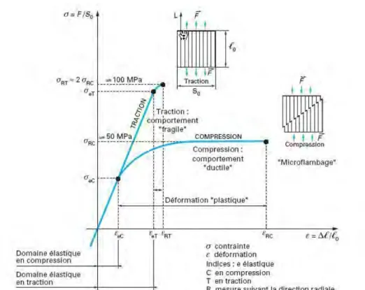 Figure 8 : Comparaison entre le comportement du bois en traction et en compression longitudinales (d’après  Trouy et Triboulot 2012) 