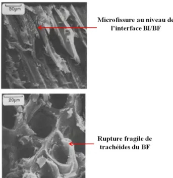 Figure 39 : Certains mécanismes d’endommagement identifiés dans le bois de Pin Sylvestre sollicité en  traction longitudinale (d’après Ansell 1982)