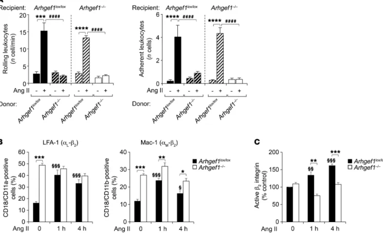 Figure 2. Deletion of the RhoA exchange factor Arhgef1 in leukocytes inhibits Ang II–induced leukocyte rolling and adhesion, and β 2  integrin activation