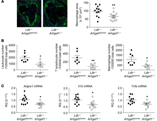 Figure 4. Deletion of Arhgef1 decreases immune cell accumulation and inflammation in atherosclerotic aorta