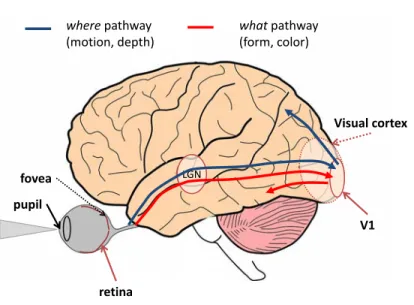 Figure 2.2: Eye and brain anatomy. what and where pathways in the brain dealing with the processing of different features