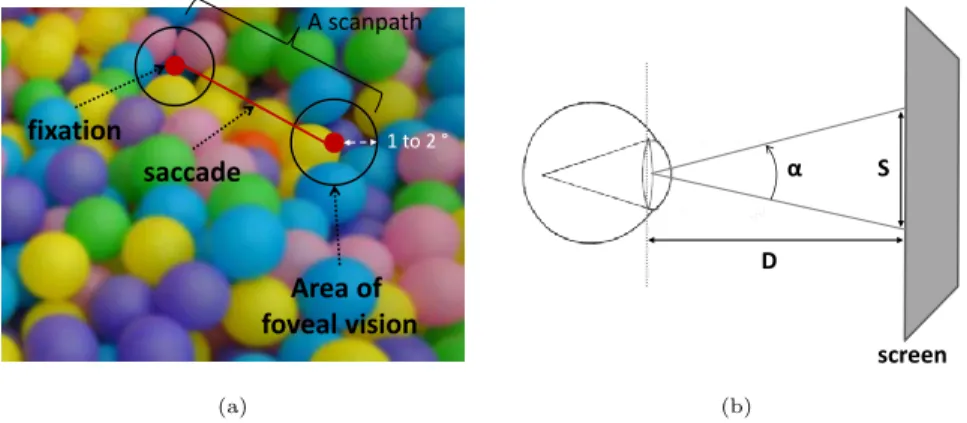 Figure 3.3: Illustration of saccade, fixation on image and visual angle. (a) Spatial representation of saccade and fixation