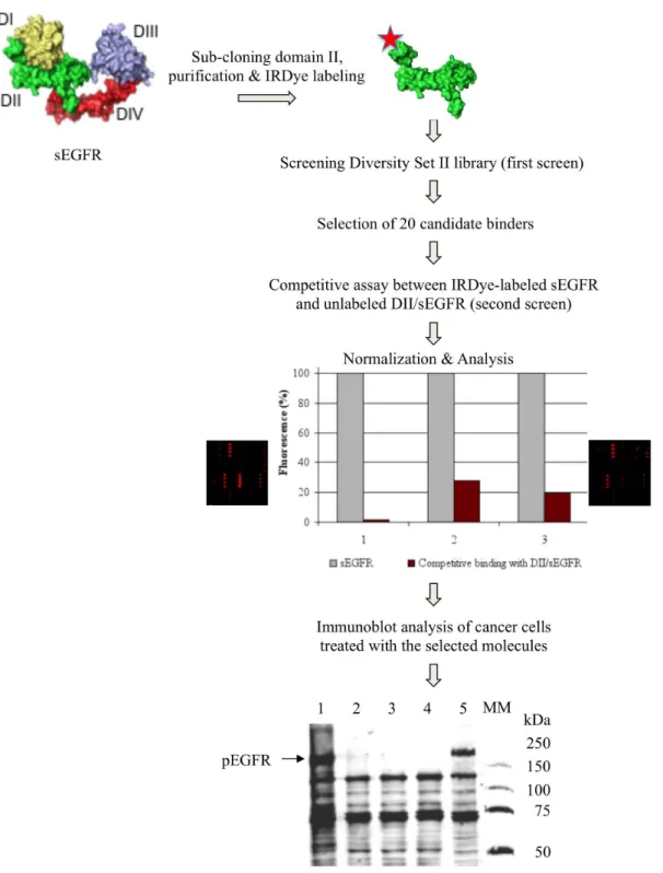 Figure 1 | Schema of compound library screening with microarrays and identification of small molecules enhancing protein tyrosine phosphorylation of EGFR