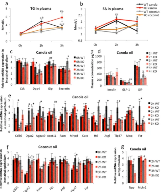 Figure 3. Canola oil gavage triggers differences in lipid metabolism signaling between iePPARγKO and WT mice
