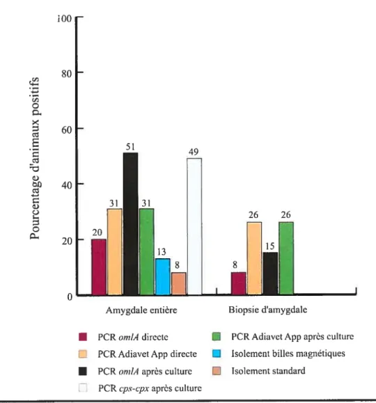 Figure 6. Pourcentage d’animaux porteurs d’A. pleumpnezononiae détectés dans le groupe 4 (N=39) par les différentes techniques utilisées dans cette étude â partir d’amygdales entières récoltées à l’abattoir et de biopsies prélevées chez l’animal vivant