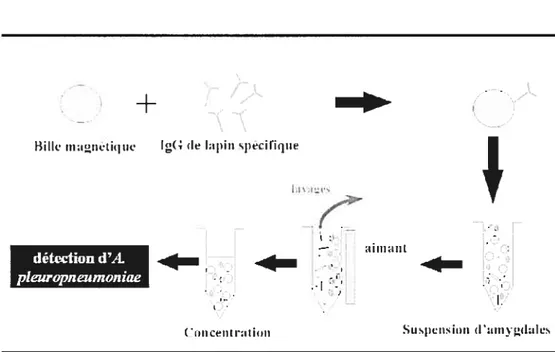 Figure 4. Schéma de la procedure utilisée pour l’isolement dA. pleuropneumonfae par capture immunomagnétique