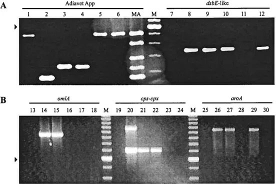 FIG. I. Examples of electrophoretic pro files, as observed in 2% (A) or I .4% (B) agarose gris of the Adiavct App, dsbE-Iike (8), orniA (34), cps-cp.v (28), and aro.’l (21) PCR tests