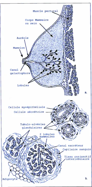 FIG. 1. La glande mammaire a. Coupe transversale, b. Lobule mammaire [36].