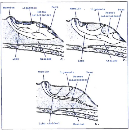 FiG. 2. Evolution temporelle de la glande mammaire (coupes transversales) Nous pouvons déjà constater que la structure mammaire n’est pas une struc ture stable et définitive, comme tout le reste du corps humain