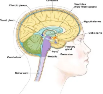 Figure 1. Anatomy of the brain 1 
