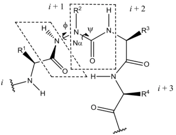 Figure  1.5.  Représentation  d’un  repliement  β  induit  par  l’introduction  d’un  acide  aminé 