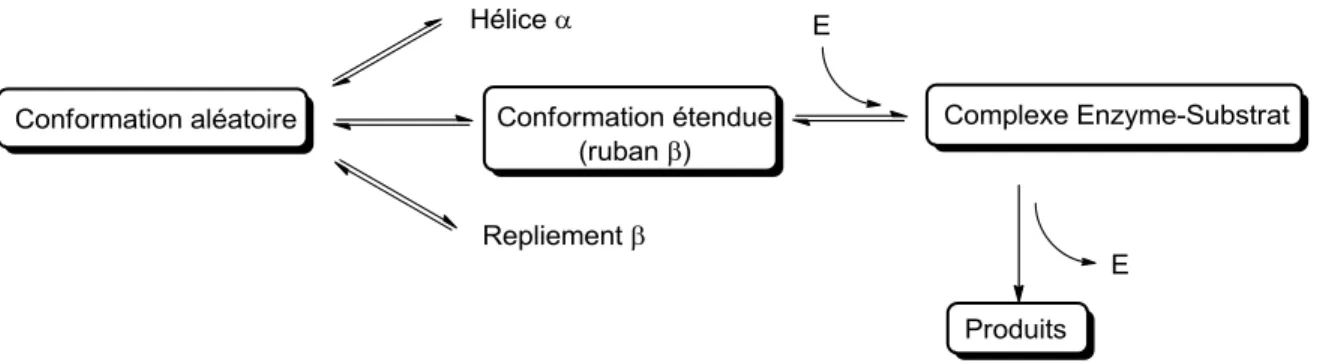 Figure  1.10.  Équilibre  conformationnel  chez  les  substrats  et  inhibiteurs,  et  sélection  conformationnelle proposée pour les protéases