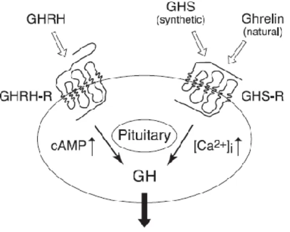 Figure 2.3. Les récepteurs du GHRH et GHS-R1a et la libération synergique d’hormone de  croissance
